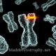 The cause bladder exstrophy